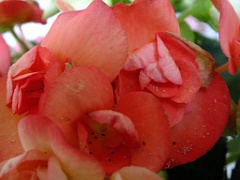 begonia13 (22)